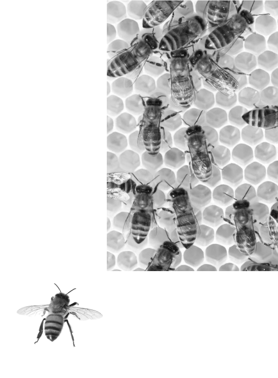 Manejo de abelhas
